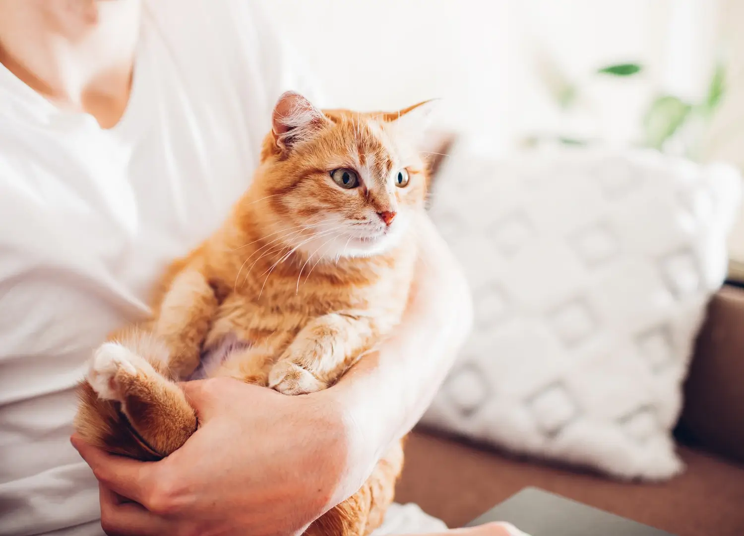 Pets and Pet Care